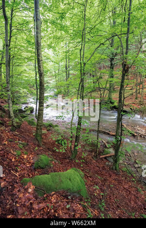 Schnelle mountain river in Buchenwald. schöne Natur Landschaft im Frühling. Bemoosten Felsbrocken am Ufer unter den gefallenen Laub Stockfoto