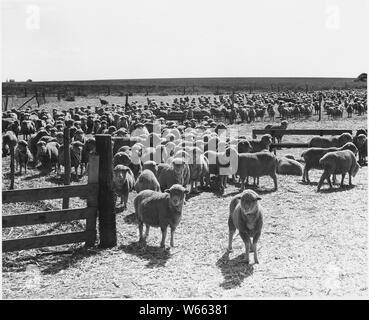 Haskell County, Kansas. Schafe. Die meisten Bauern hier haben zum einen oder anderen Zeitpunkt angehoben Rinder, ein. . .; Umfang und Inhalt: Die Bildunterschrift lautet wie folgt: Haskell County, Kansas. Schafe. Die meisten Bauern hier haben zum einen oder anderen Zeitpunkt angehoben Vieh, und viele von ihnen haben Hass des traditionellen cattleman von Schafen. Aber die Grafschaft agent glaubt, dass Schafe profitabel in dieser Region angehoben werden darf, und hat ein paar Männer überzeugt in Schaf Heben auf einer großen Skala zu gehen. Anscheinend alle seine Hoffnungen wurden realisiert. Diese negative zeigt Schafe an einem Lager, einige Meilen von zu Hause aus ihrer Besitzer. Stockfoto