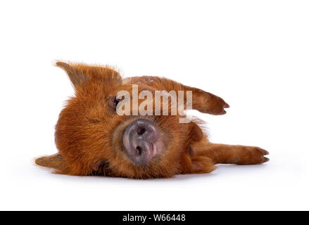 Ingwer Kunekune Ferkel zur Seite weisen/schlafen. Mit Blick auf die Kamera mit verschlafenen Augen. Auf weissem Hintergrund. Stockfoto