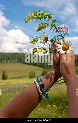 Weibliche Hände halten Gänseblümchen auf dem Hintergrund des Feldes und der Himmel mit Wolken an einem sonnigen Tag. Auf dem Gebiet der unscharfe Blumen und der Wald in der Stockfoto