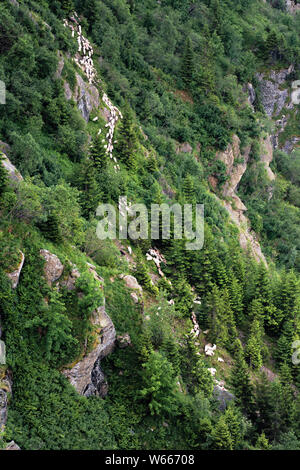 Herde Schafe klettern in den Felsen und Bäume auf einem steilen Hang. Fagaras Gebirge Rumänien Stockfoto