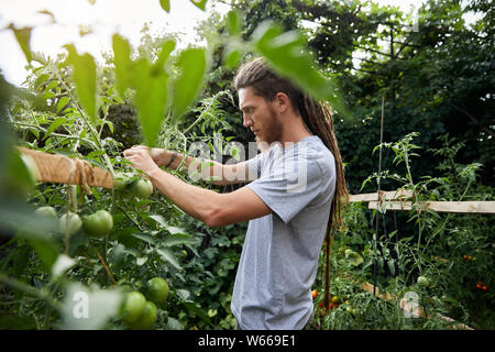 Bärtige Landwirt mit Dreadlocks Arbeiten in seinem Gewächshaus Stockfoto