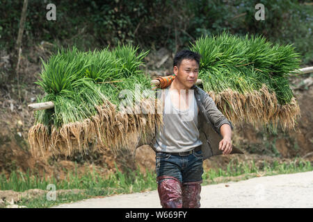 Sapa, Vietnam - Mai 2019: Vietnamesische Mann trägt Reis Pflanzgut Ta Van Dorf. Stockfoto