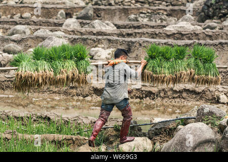 Sapa, Vietnam - Mai 2019: Vietnamesische Mann trägt Reis Pflanzgut Ta Van Dorf. Stockfoto