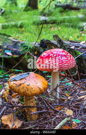 Fliegenpilz auf dem Waldboden Stockfoto