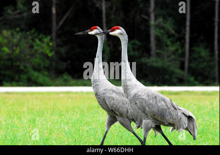 In der Nähe von einem schönen Paar Kanadakraniche (Grus Canadensis) zu Fuß in einem Feld von Gras in Florida Stockfoto