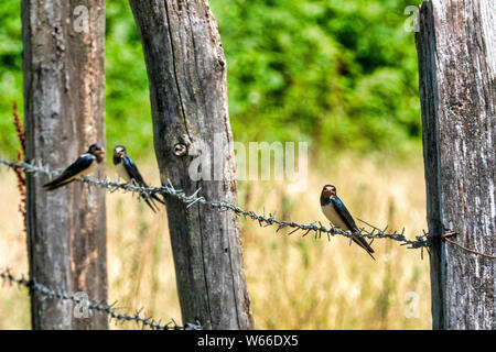 Rauchschwalbe (Hirundo rustica) auf einem Stacheldraht Stockfoto