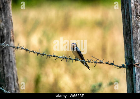 Rauchschwalbe (Hirundo rustica) auf einem Stacheldraht Stockfoto