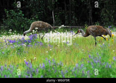 Eine schöne Szene von zwei kanadakraniche in einer Wiese bunter Wildblumen in Fairbanks, Alaska, USA Stockfoto