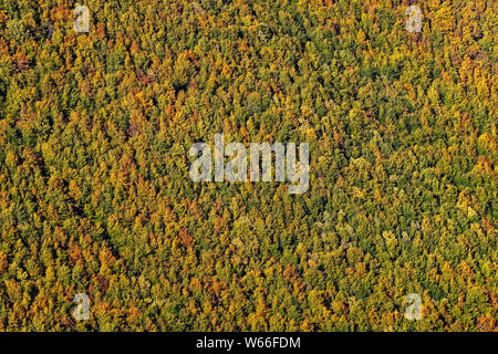 Beautiful yellow, orange and green autumn forest, many trees on the orange hills Stockfoto