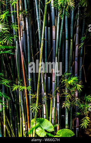 Bunte Bambus Stockfoto
