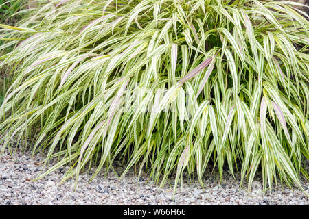 Hakonechloa macra 'Aureola', Japanisch Wald Gras Stockfoto