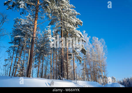 Winterlandschaft mit hohen Kiefern unter strahlend blauem Himmel bei Tag Stockfoto