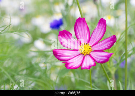 Cosmos Bipinnatus in einer gemischten Blumenwiese. Stockfoto