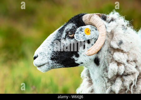 Swaledale Ewe (weibliche Schafe) in den Yorkshire Dales, England, UK Swaledale Schafe sind eine einheimische Rasse nach Yorkshire. Nach links. grün Hintergrund verschwommen Stockfoto