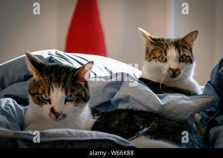 Nahaufnahme von zwei Katzen, die im Bett liegen und sich angussen Die Kamera mit unscharfem Hintergrund Stockfoto