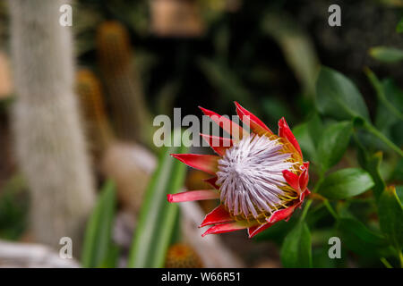 Königsprotea oder Protea cynaroides Die nationale Blume von Südafrika Stockfoto