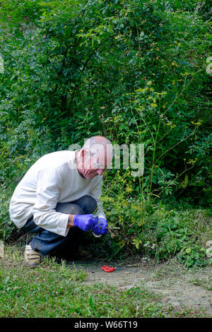 Man Handschuhe und Schutzbrille, giftige Unkraut wilder Pastinak pastinaca Sativa in einem ländlichen Garten zala Ungarn Stockfoto