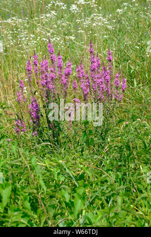 Invasive wildflower Unkraut blutweiderich Lythrum salicaria wächst an der Seite eines ländlichen country lane Zala Ungarn Stockfoto