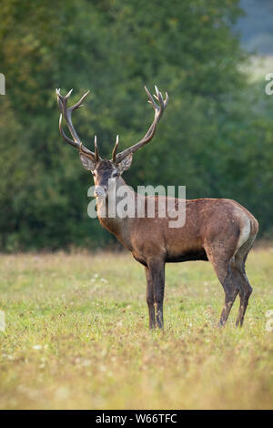 Portrait von Rotwild, Cervus elaphus, Hirsch mit geweih an der Kamera auf der grünen Wiese im Sommer. Vorderansicht aus niedrigen Winkel der wild lebenden männlichen Säugetier dee Stockfoto