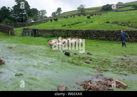 Arkengarthdale, North Yorkshire, UK. 31. Juli 2019. Douglas Barninghams Bauernhof in Arkengarthdale war ein Bild der Verwüstung nach der Flutwelle, die durch Swaledale gestern gerippt. Über 300 Ballen von silage waren weggefegt und rund 200 Schafe fehlen noch, auch vermutet, hinweggefegt zu werden. Credit: Wayne HUTCHINSON/Alamy leben Nachrichten Stockfoto