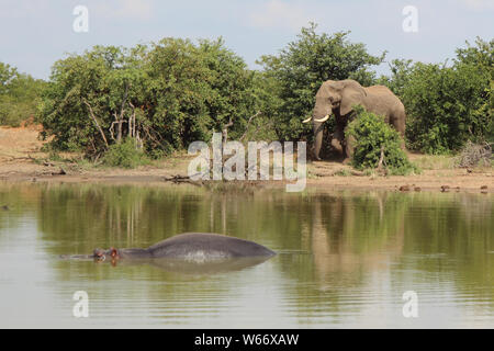 Betriebsprüfungen in Elefant und Flußpferd/Afrikanischen Elefanten und Flusspferden/Loxodonta africana et Hippopotamus amphibius Stockfoto