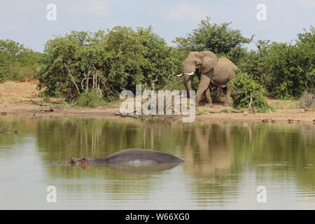 Betriebsprüfungen in Elefant und Flußpferd/Afrikanischen Elefanten und Flusspferden/Loxodonta africana et Hippopotamus amphibius Stockfoto