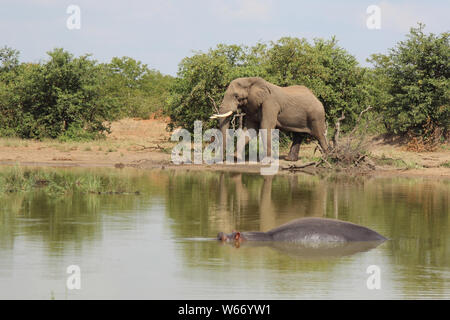 Betriebsprüfungen in Elefant und Flußpferd/Afrikanischen Elefanten und Flusspferden/Loxodonta africana et Hippopotamus amphibius Stockfoto