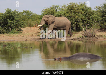 Betriebsprüfungen in Elefant und Flußpferd/Afrikanischen Elefanten und Flusspferden/Loxodonta africana et Hippopotamus amphibius Stockfoto