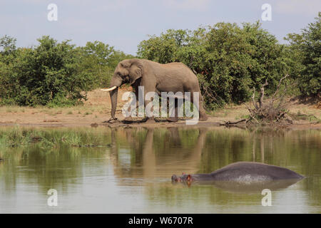 Betriebsprüfungen in Elefant und Flußpferd/Afrikanischen Elefanten und Flusspferden/Loxodonta africana et Hippopotamus amphibius Stockfoto