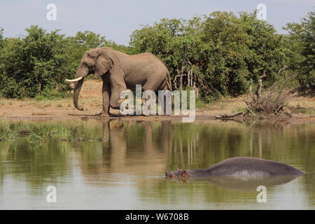 Betriebsprüfungen in Elefant und Flußpferd/Afrikanischen Elefanten und Flusspferden/Loxodonta africana et Hippopotamus amphibius Stockfoto