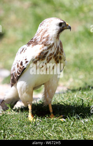 Die Falken, auch Falken, sind eine Gattung aus der Familie der Falcon-Art mit meist langen Schwanz und spitzen Flügeln Stockfoto