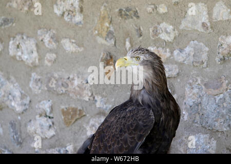 Die Falken, auch Falken, sind eine Gattung aus der Familie der Falcon-Art mit meist langen Schwanz und spitzen Flügeln Stockfoto