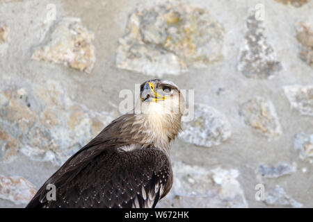 Die Falken, auch Falken, sind eine Gattung aus der Familie der Falcon-Art mit meist langen Schwanz und spitzen Flügeln Stockfoto