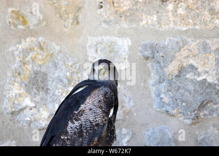 Die Falken, auch Falken, sind eine Gattung aus der Familie der Falcon-Art mit meist langen Schwanz und spitzen Flügeln Stockfoto