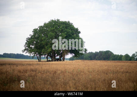 Sachsen-anhalt, Deutschland. Juli 31, 2019. Bäume umgeben einen großen Stein Grab in einem Feld. In Zukunft wird die Megalith Route Altmark führt vorbei am Grab und Touristen anziehen in der nordwestlichen Altmark. Ursprünglich war geplant, die 40 Kilometer lange Strecke im nächsten Frühjahr zu starten, aber es muss noch mal entwickelt werden. Die Dichte der Steinblöcke, auch als Hünengrab, ist besonders hoch in der Altmark Landkreis Salzwedel. In der Altmark Landkreis Salzwedel und im Landkreis Stendal gibt es derzeit über 50 von ehemals mehr als 200 großen steinernen Gräbern. Quelle: dpa Bild alli Stockfoto