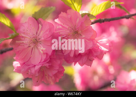 Zart rosa blumenmuster Hintergrund mit Sakura Blumen. Stockfoto
