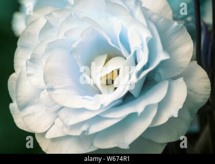 Zarte frische weiße eustoma Blume groß Für vorhanden ans gute Stimmung in blauen Farbtönen Stockfoto