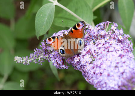 Einheitliche Europäische Tagpfauenauge, Nymphalis io, Fütterung auf sommerflieder Blume, Großbritannien Stockfoto