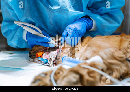 Veterinärmedizin Zahnheilkunde. Zahnarzt Chirurg Tierarzt reinigt und behandelt die Zähne eines Hundes unter Anästhesie auf dem OP-Tisch in einer Tierklinik. Ult. Stockfoto