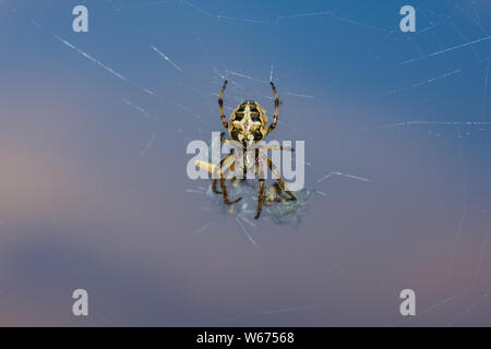 Eine weibliche Furche Orb Spider (Larinioides Dais) auf dem web bei Dämmerung im Priddy Mineries in die Mendip Hills, Somerset. Stockfoto