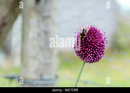 Red-tailed Hummel auf lila allium Blume mit Kopie Raum Stockfoto