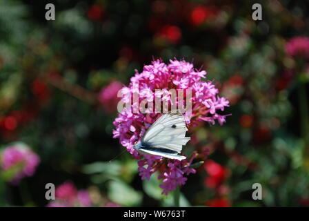 Weißkohl Schmetterling sitzt auf lila Eisenkraut Blüte. Stockfoto