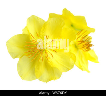 Makro eine ochna Partner flower Isolated On White Stockfoto