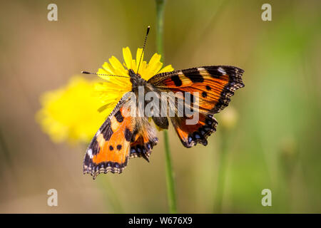 Nymphalis urticae (Kleiner Fuchs, Kleiner Fuchs) Stockfoto