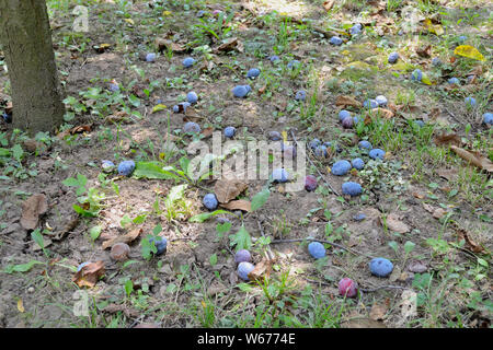 Pflaumen auf den Boden vom Baum gefallen. Stockfoto