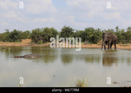 Betriebsprüfungen in Elefant und Flußpferd/Afrikanischen Elefanten und Flusspferden/Loxodonta africana et Hippopotamus amphibius Stockfoto