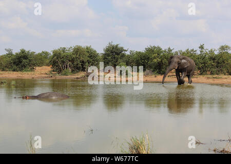 Betriebsprüfungen in Elefant und Flußpferd/Afrikanischen Elefanten und Flusspferden/Loxodonta africana et Hippopotamus amphibius Stockfoto