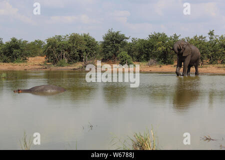 Betriebsprüfungen in Elefant und Flußpferd/Afrikanischen Elefanten und Flusspferden/Loxodonta africana et Hippopotamus amphibius Stockfoto