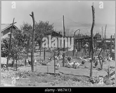 McFarland, Kern County, Kalifornien. Anheben der Hühner ist eines der wichtigsten Unternehmen in diesen ländlichen Shack. . .; Umfang und Inhalt: Die Bildunterschrift lautet wie folgt: McFarland, Kern County, Kalifornien. Anheben der Hühner ist eines der wichtigsten Unternehmen in diesen ländlichen shack Städte. Stockfoto